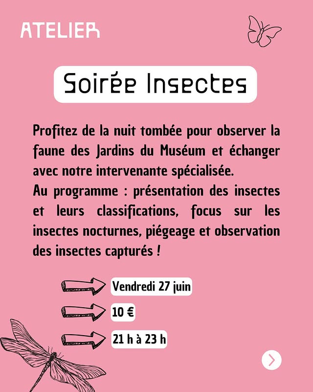 Soirée Insectes