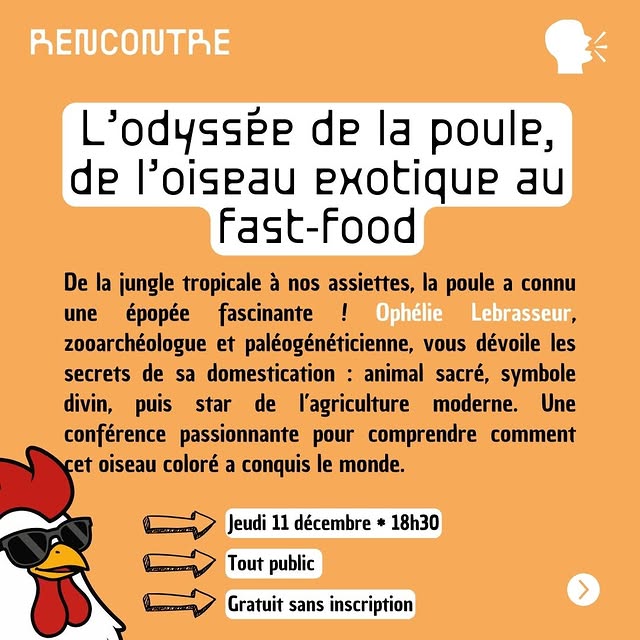 L'odyssée de la poule, de l'oiseau exotique au fast-food
