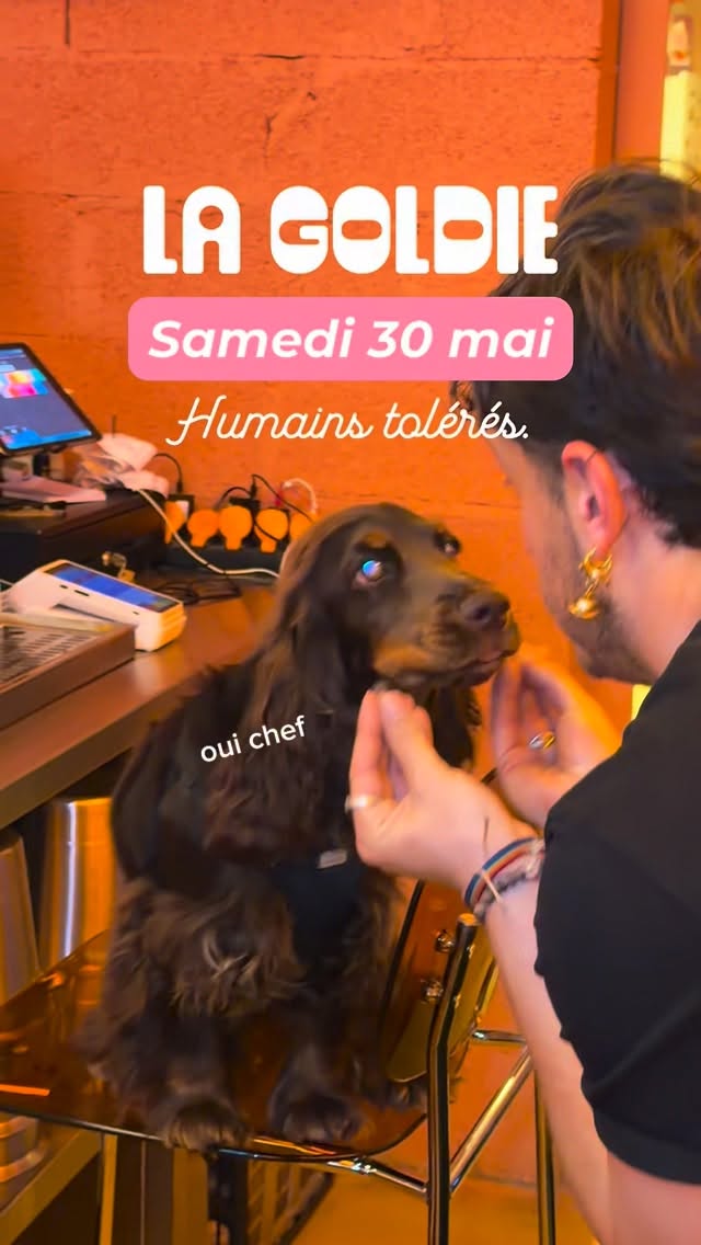 LA GOLDIE - INVASION DE CHIENS À LA FRICHE