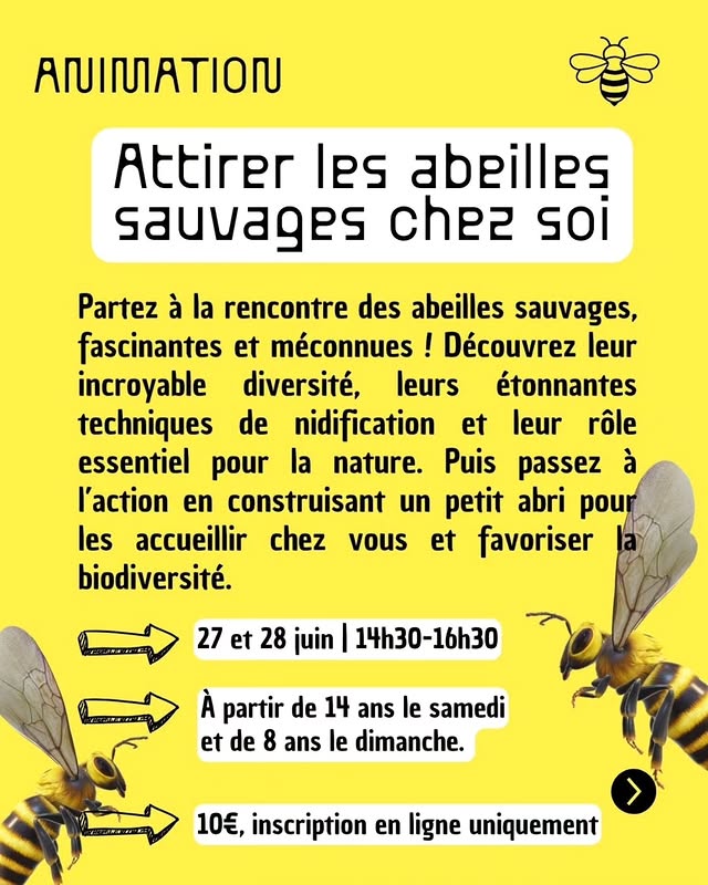 Attirer les abeilles sauvages chez soi (atelier)